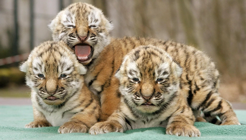 Pictures Of Baby Tigers And Wallpapers Download