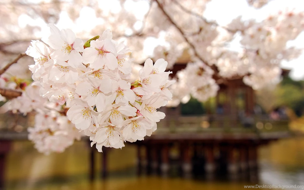 Free Japanese Wallpapers
