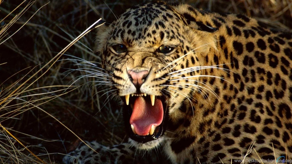 Download Wallpapers Leopard Growls (1366 X 768). Desktop Wallpapers ...