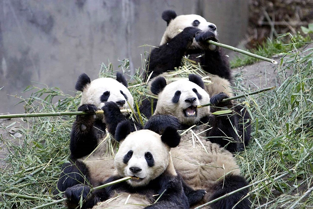 Giant Panda Wallpapers Animal Wallpapers