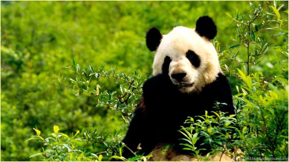 HD Pandas Wallpapers Android Apps On Google Play