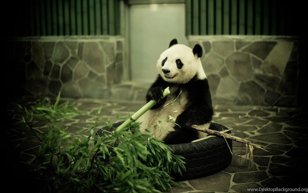 Panda Wallpapers