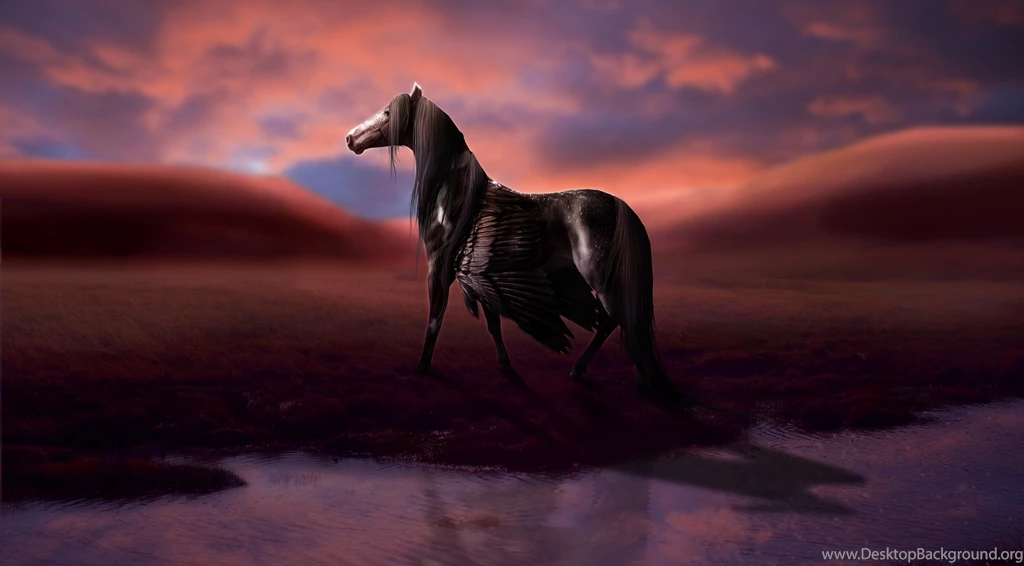 Magical Animals Pegasus Black Fantasy Horse Wallpapers