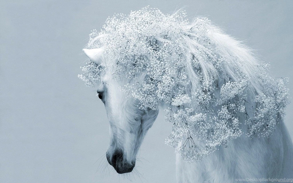 White Horse Fantasy, 1920x1200 HD Wallpapers And FREE Stock Photo