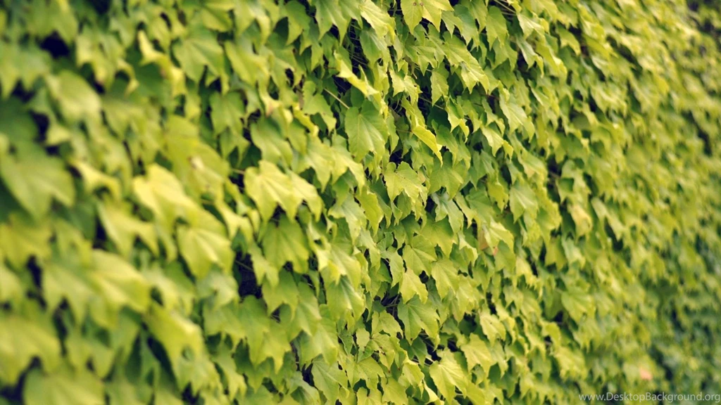 Ivy Wall Summer Mac Wallpapers Download Free Mac Wallpapers ...