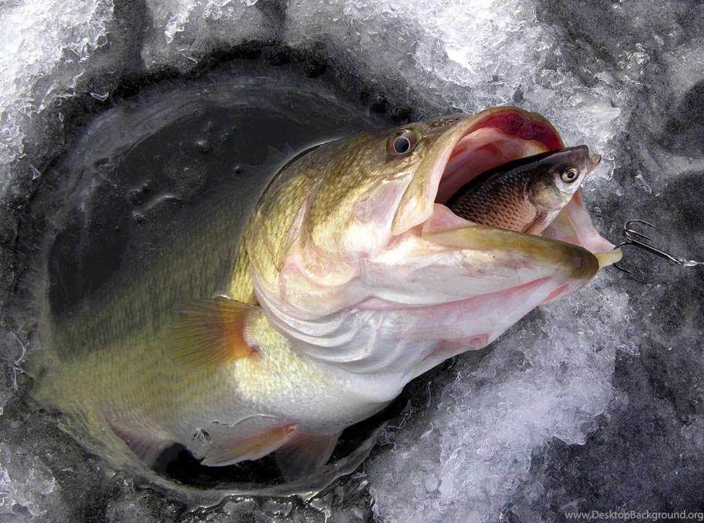 Largemouth Bass Hd Wallpapers For Desktop