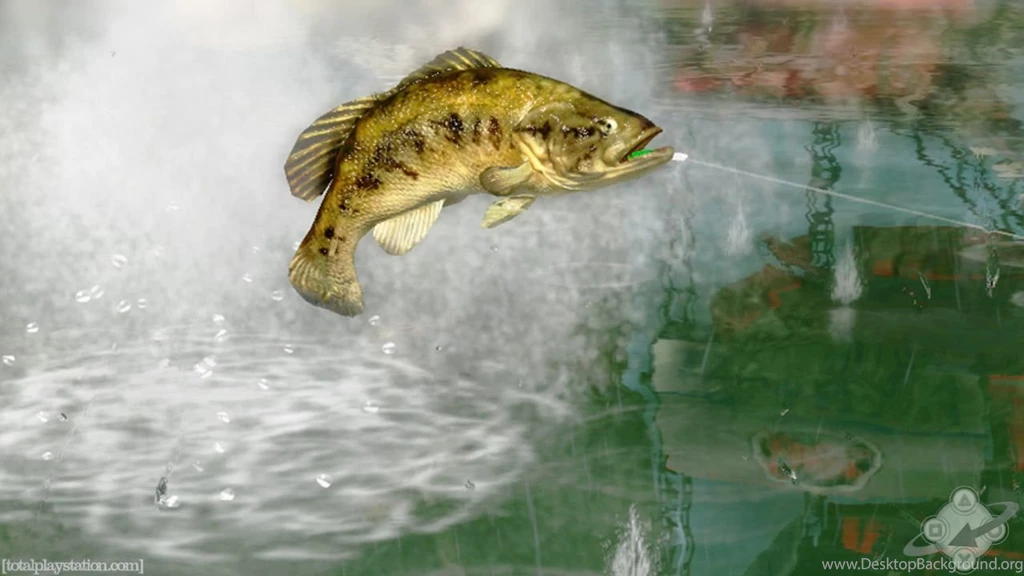 Bass Fishing Wallpaper Backgrounds Wallpapers Cave