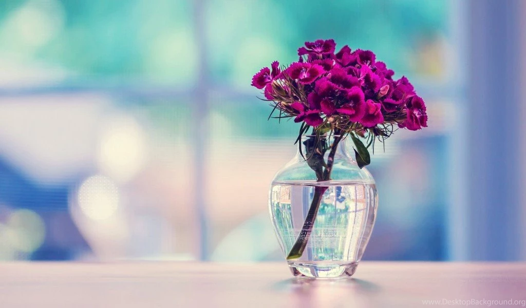 Beautiful Flowers High Definition Wallpapers For Desktop Backgrounds ...