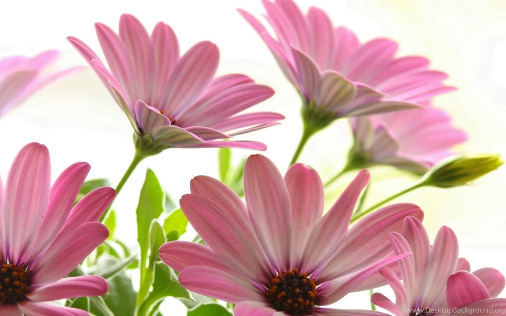 Beautiful Pink Roses Wallpapers Wallpapers HD Base