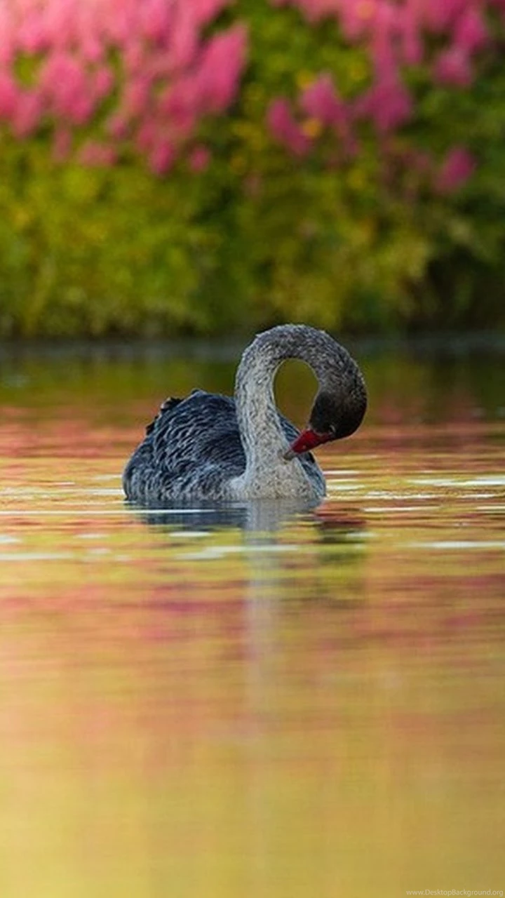 Beautiful Bird Iphone High Definition Wallpapers
