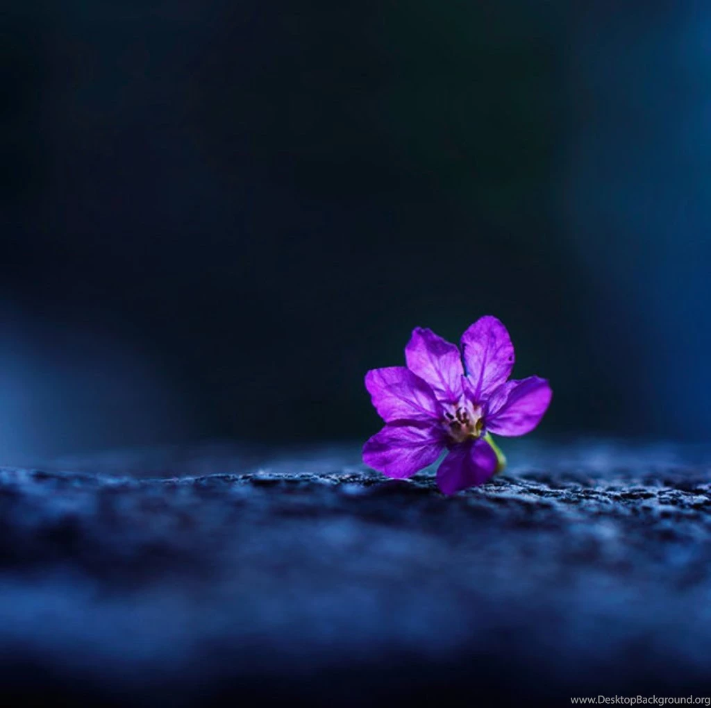 Flowers: Rest Peace Purple Photography Soft Nature Flower Free ...