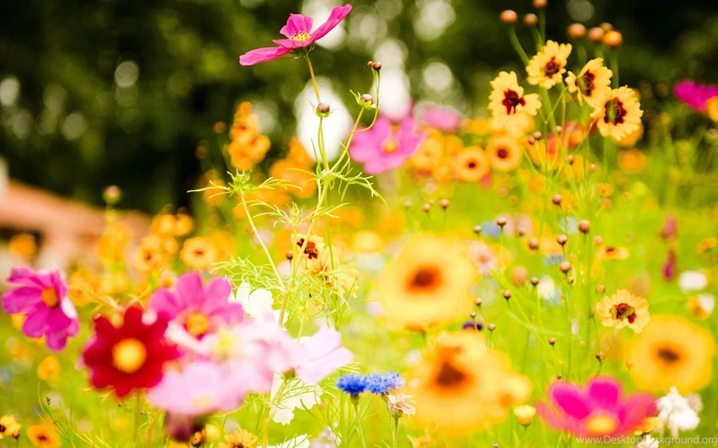 Wallpapers: Windows 7 Flowers Wallpapers
