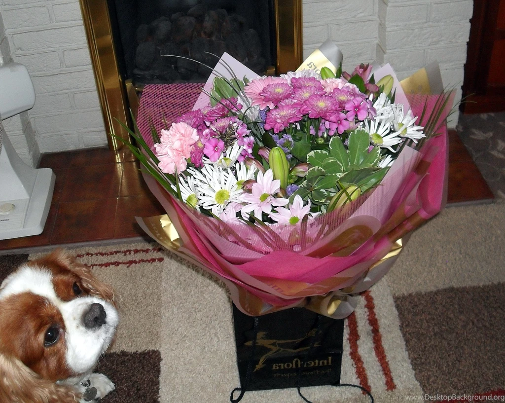 Animal Wallpapers, Wild Animal Wallpapers, Desktop Images, Cute ...