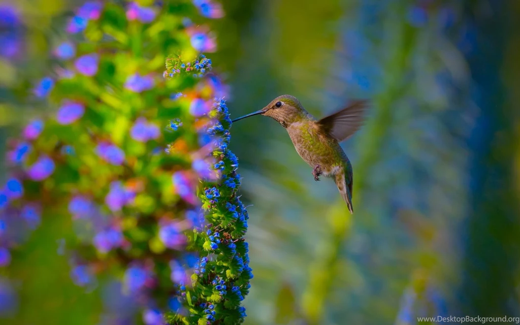 Hummingbirds High Resolution Desktop Wallpapers