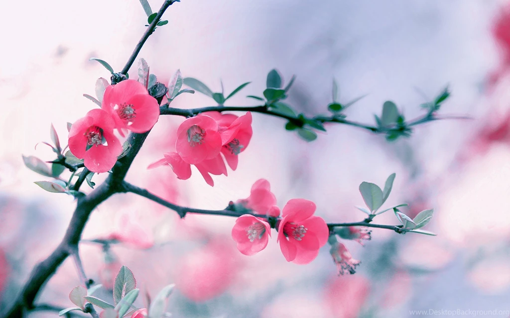 Flowers Image