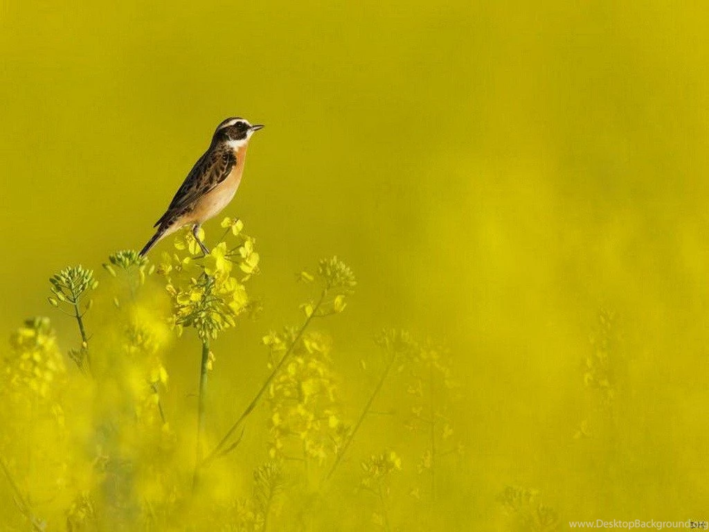Birds: Morning Perch Plants Mist Bird Large HD Wallpapers For HD ...