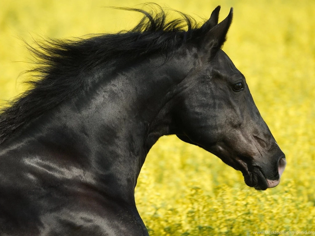 1600x1200 Black Stallion Head Wallpapers
