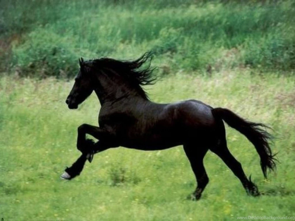 Wallpapers White Stallions On The Run Black Stallion Horse ...