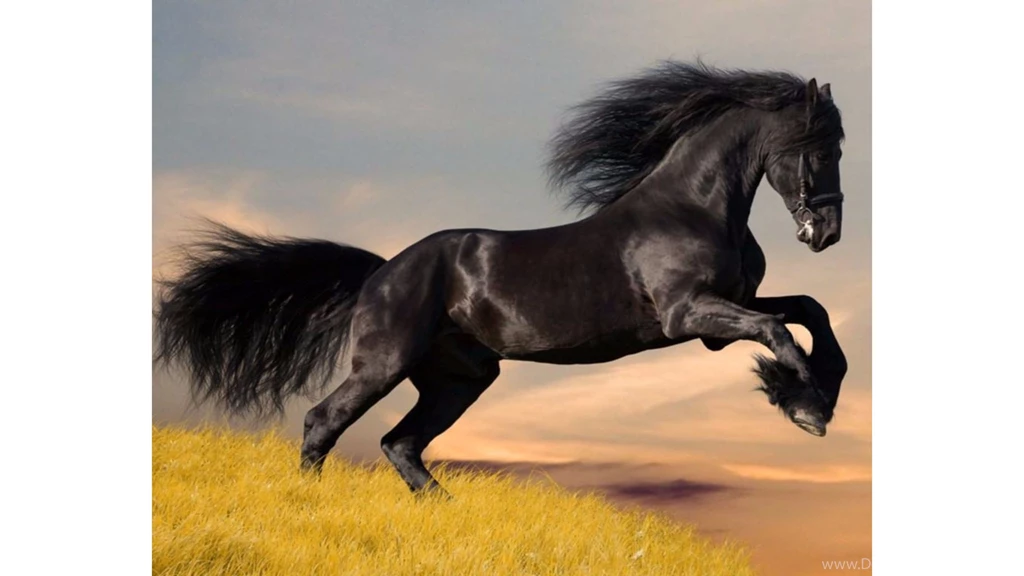Amazing Black Stallion Horse 4K Wallpapers