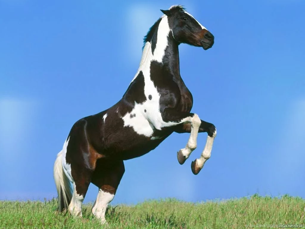 Wallpapers White Stallions On The Run Black Stallion Horse ...