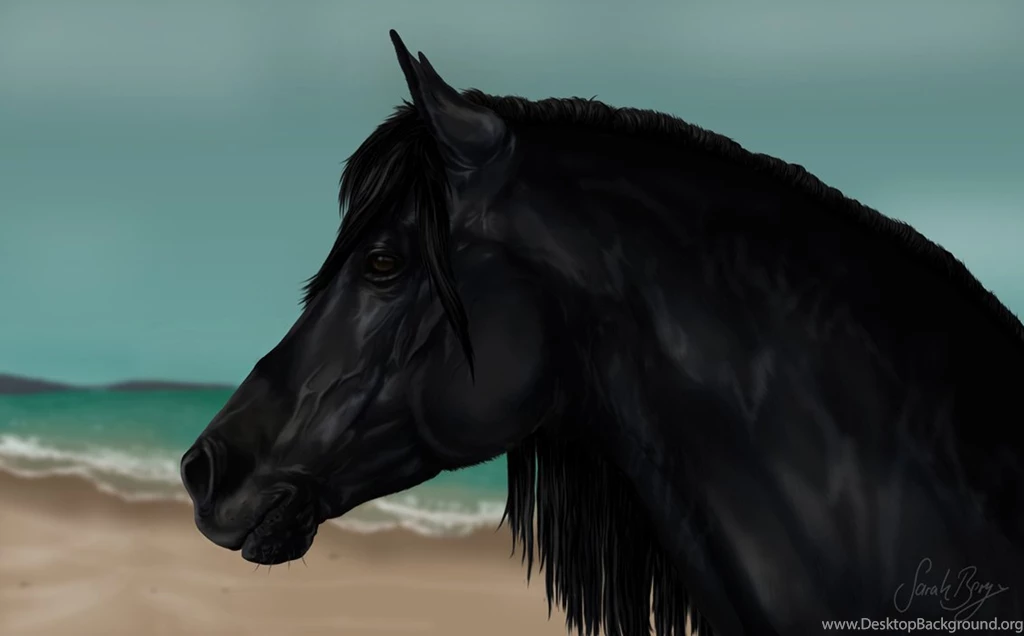 Cass Ole   The Black Stallion By OoBLACKNIGHTINGALEoo On DeviantArt