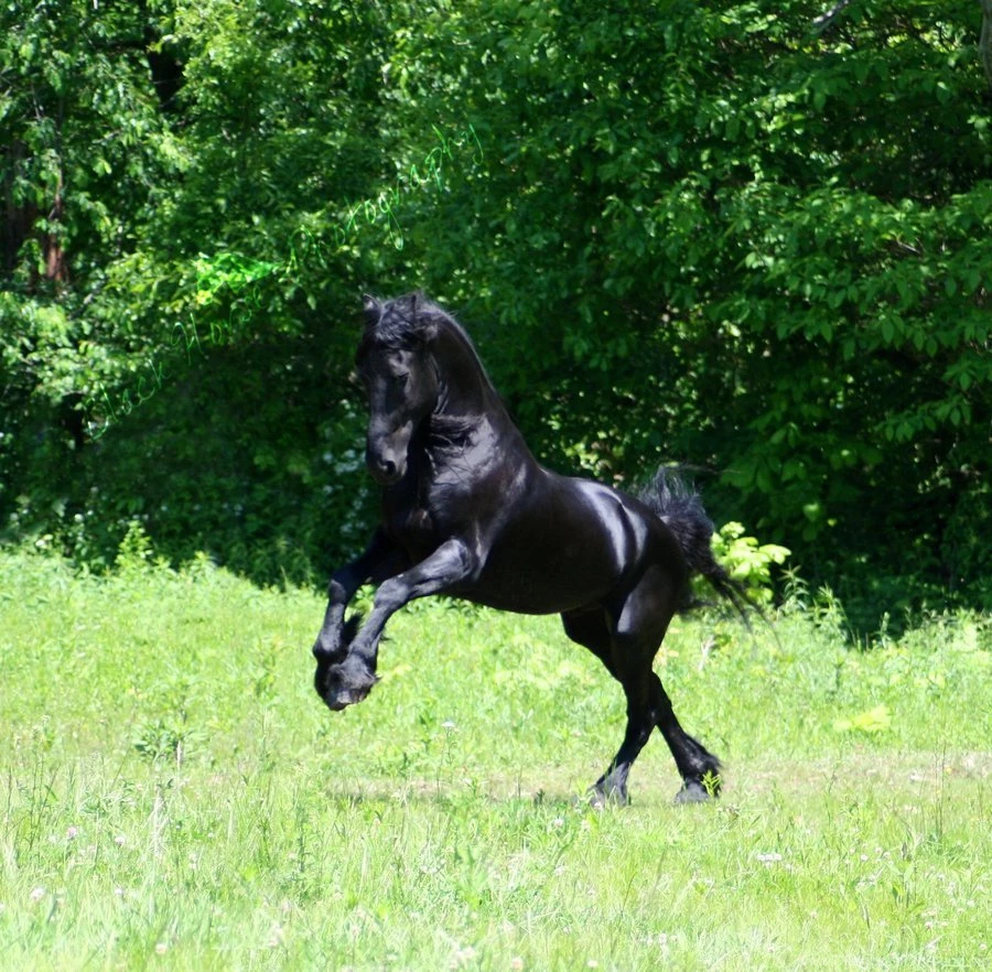 Black Stallion Stock By LarissaAllen On DeviantArt