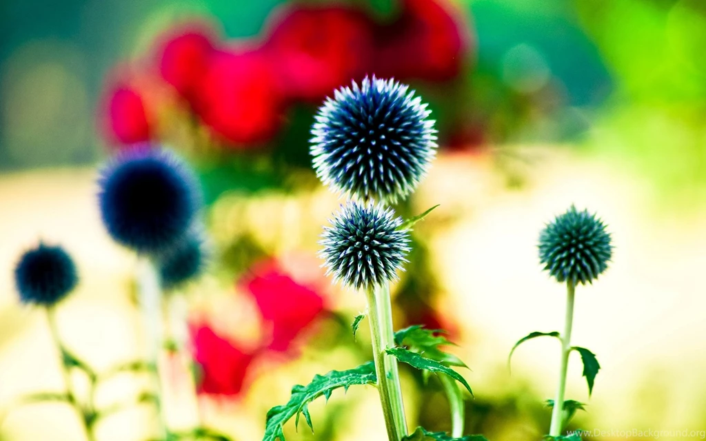 Bright Flowers
