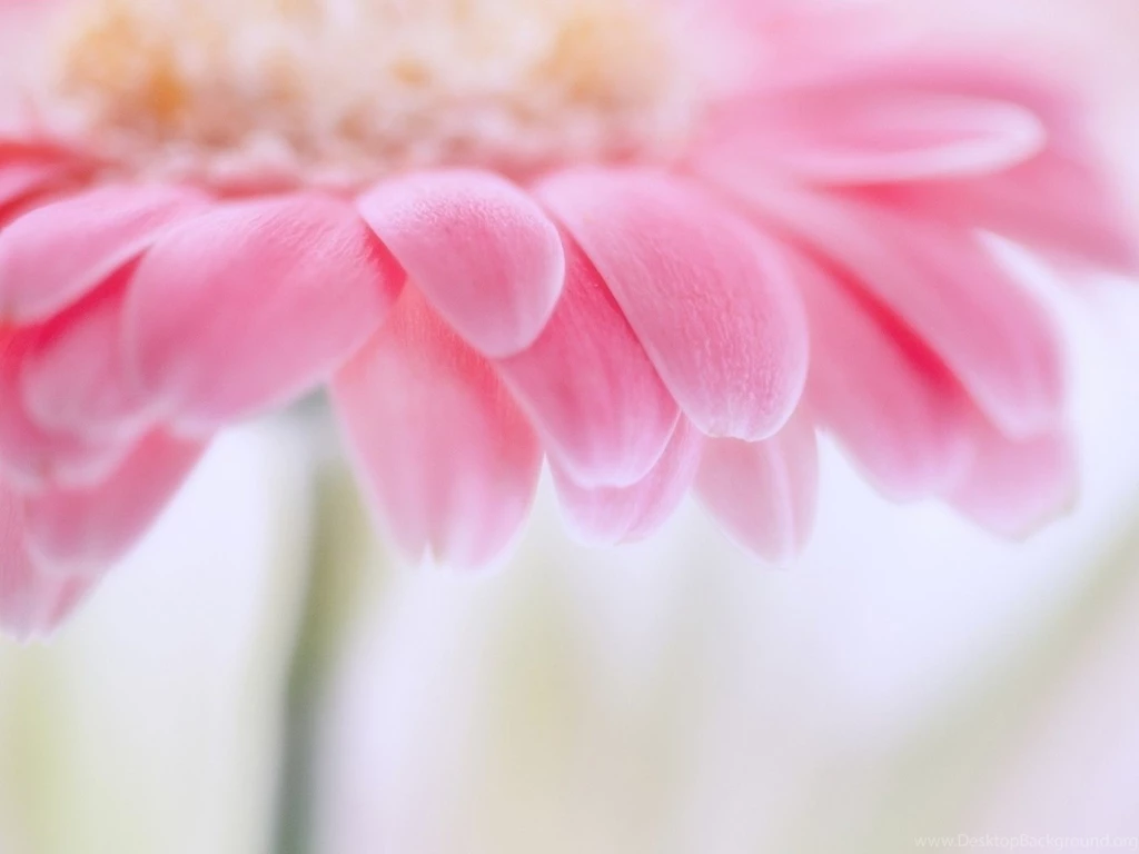 Download Wallpapers 1400x1050 Petals, Light, Bright, Flower ...