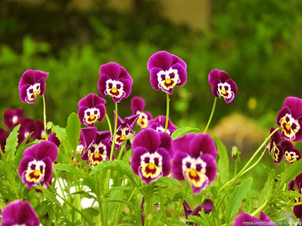 Refreshing And Beautiful Flowers Wallpapers