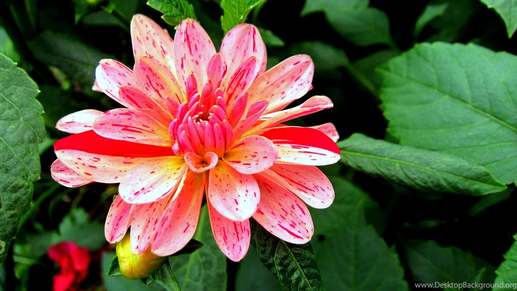 BRIGHT FLOWER WALLPAPER (
