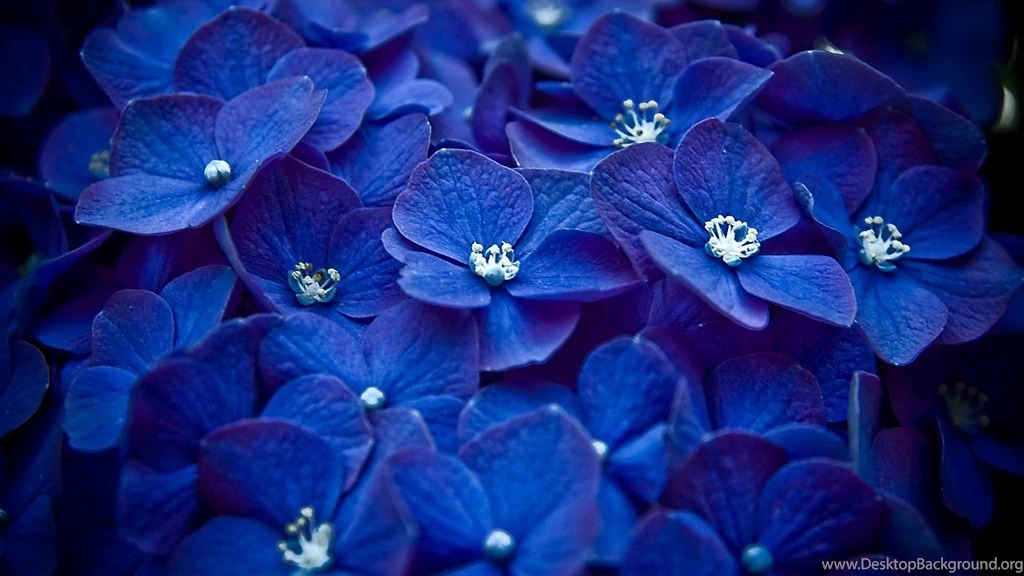 10/09/2015   2048x1152px Bright Blue Flowers Desktop Wallpapers ...