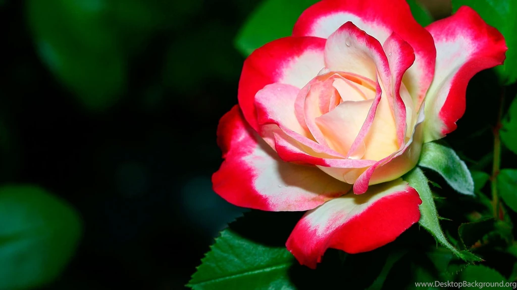 Colourful Flowers Images And Wallpapers Download