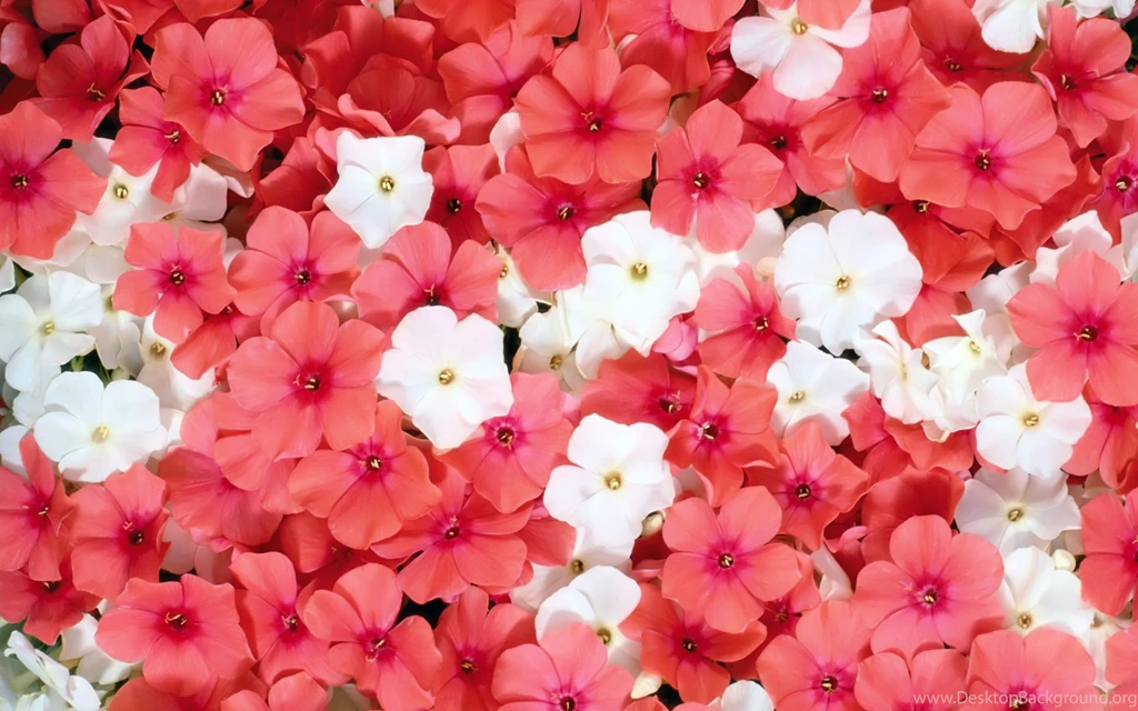 Bright Flowers Wallpapers HD