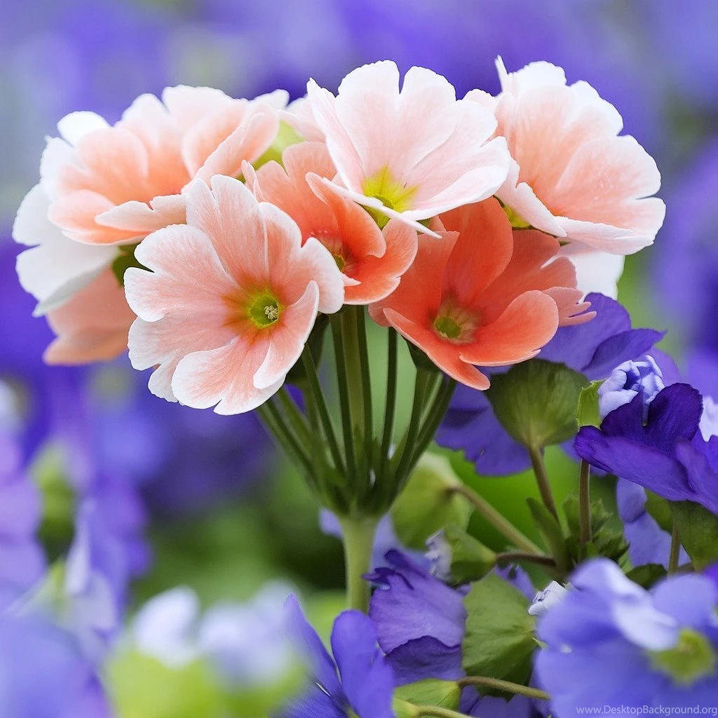 Primrose Flower Wallpapers