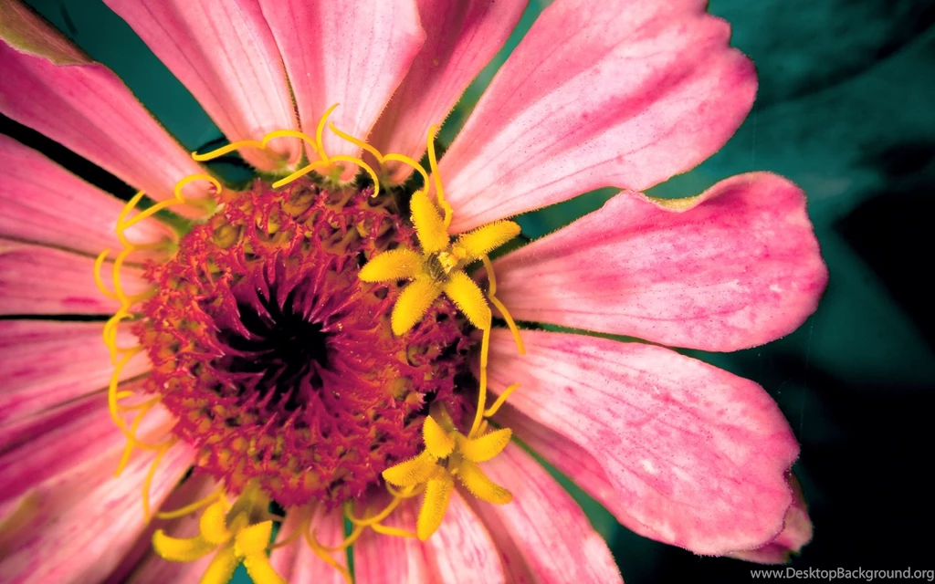 Bright Pink Flower