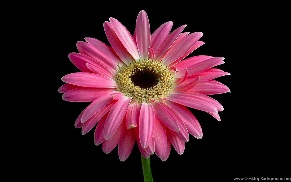 Bright Flowers Wallpapers HD
