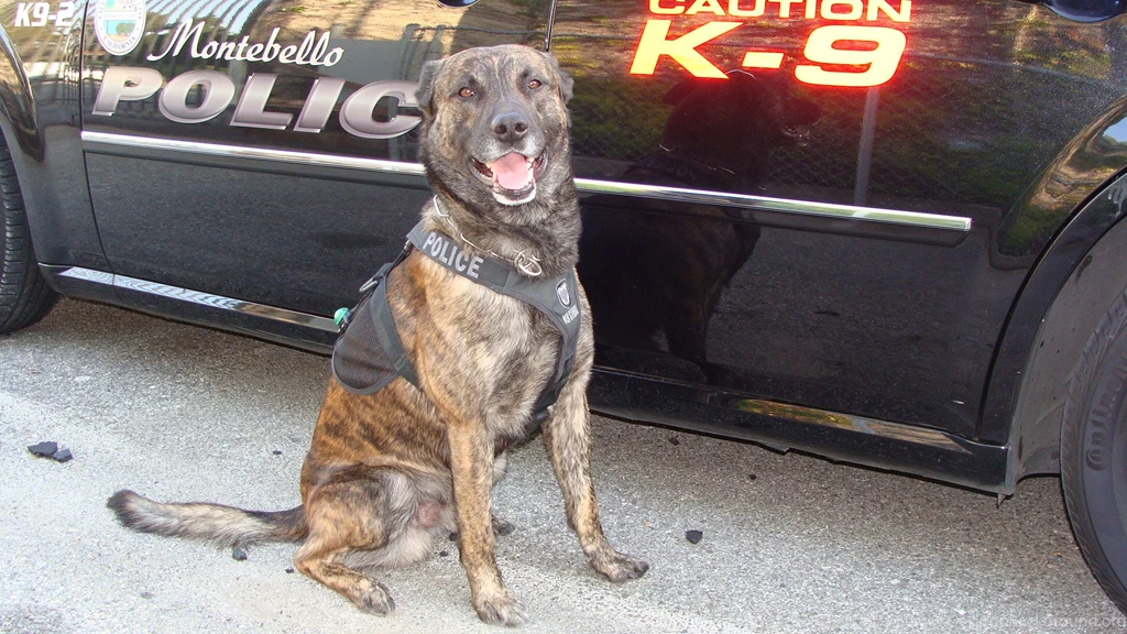 Montebello Police K 9 Dies