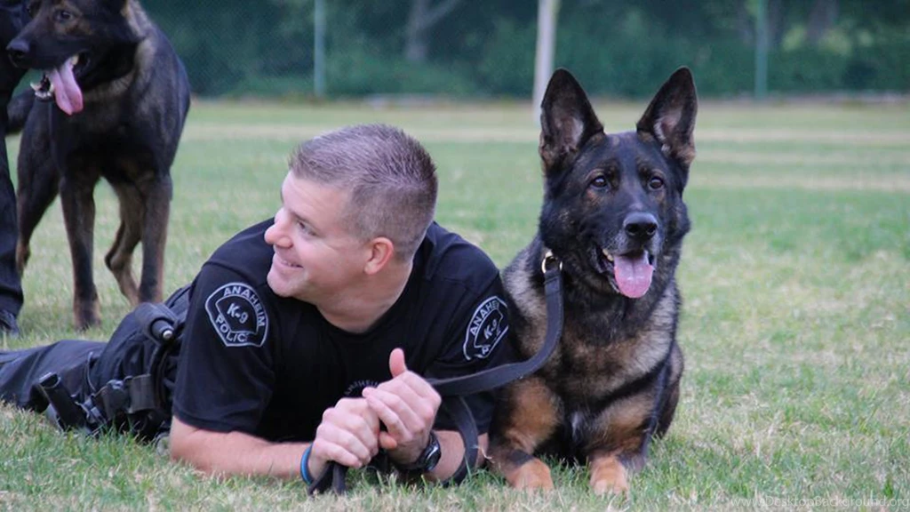 Wounded Anaheim Police K 9 Bruno Is 'Protector' For Partner's ...