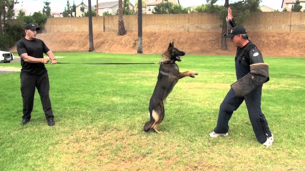 24 Hours At Falco K9 Academy YouTube