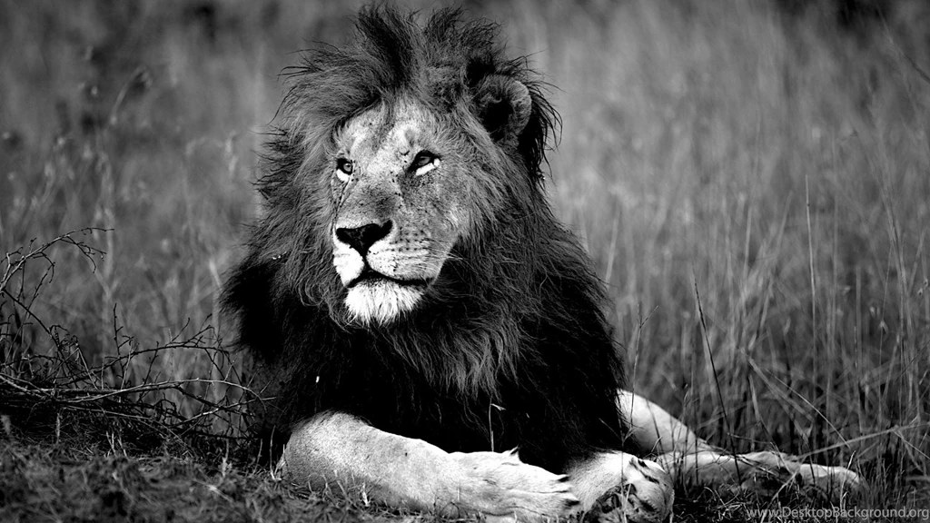 SuperHD.pics: Black And White Lions Wild Desktop Bakcgrounds