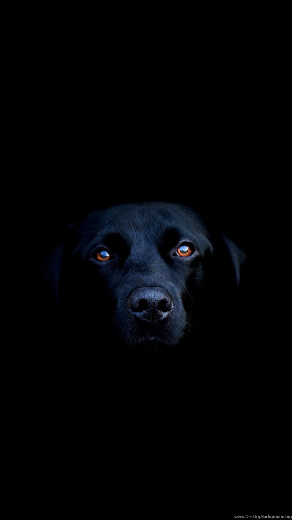 Black Dog Galaxy S6 Wallpapers