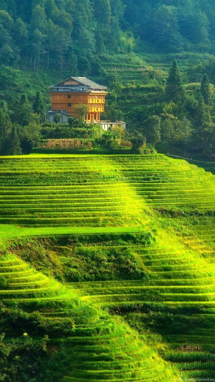 Green Terraced Landscape iPhone 6 Wallpapers