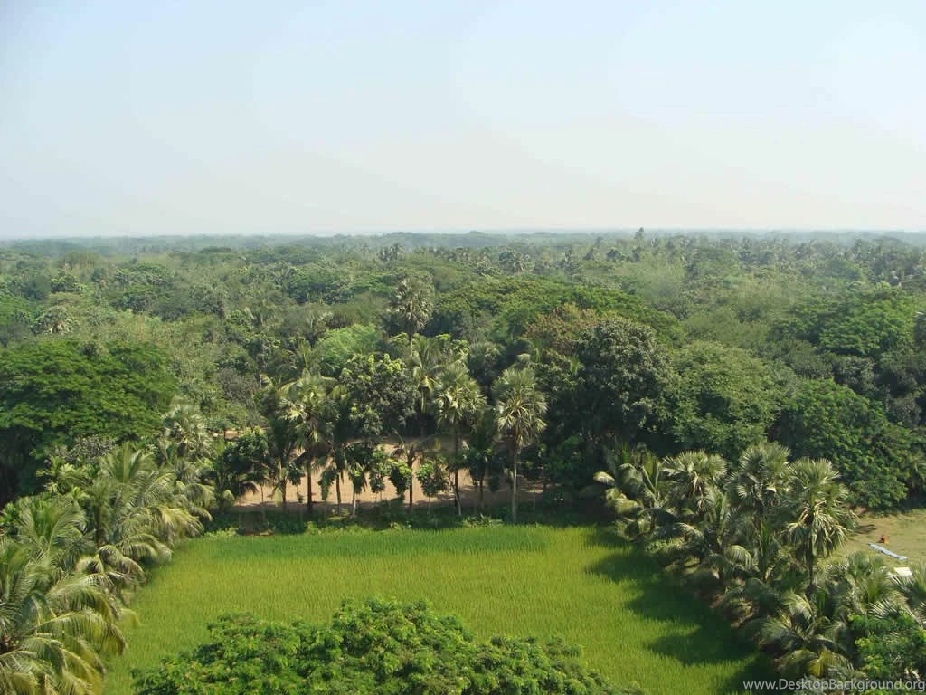 HD Bangladesh Trees Wallpapers New Post Has Been Published On ...