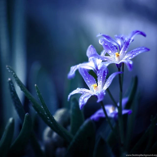 Blue Diamonds By BaxiaArt On DeviantArt