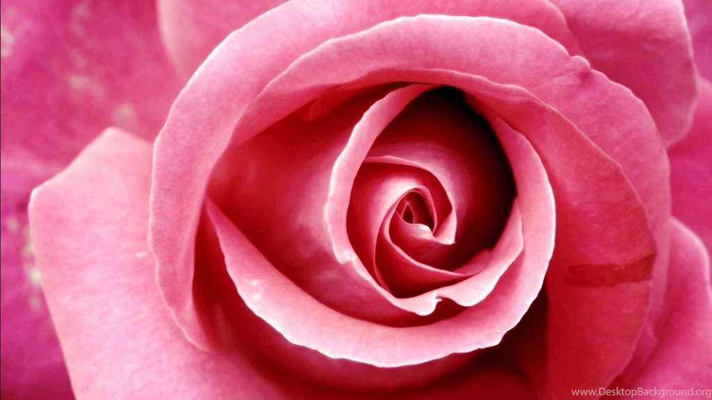 Beautiful Pink Rose Wallpapers