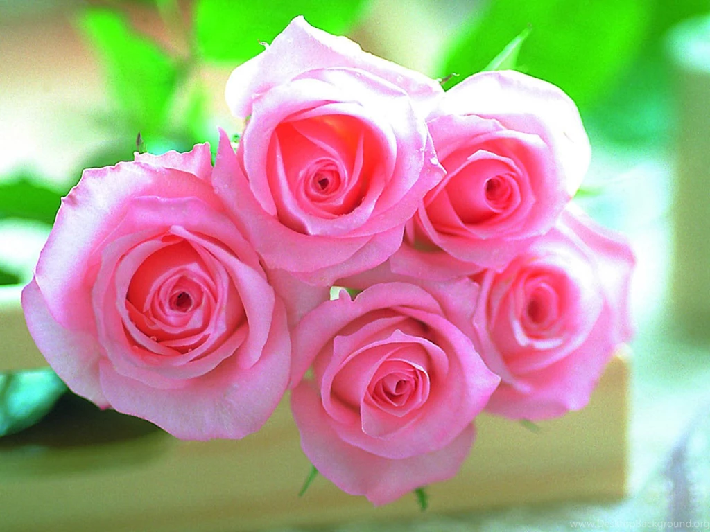Pink Rose Wallpapers Free Download All Wallpapers New