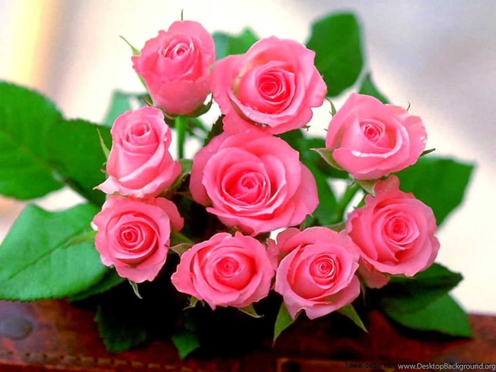 Download Rose Flowers Desktop Wallpapers Free Download Gallery