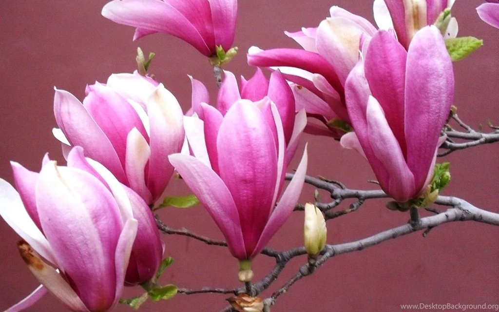 Magnolia Flower HD Wallpapers