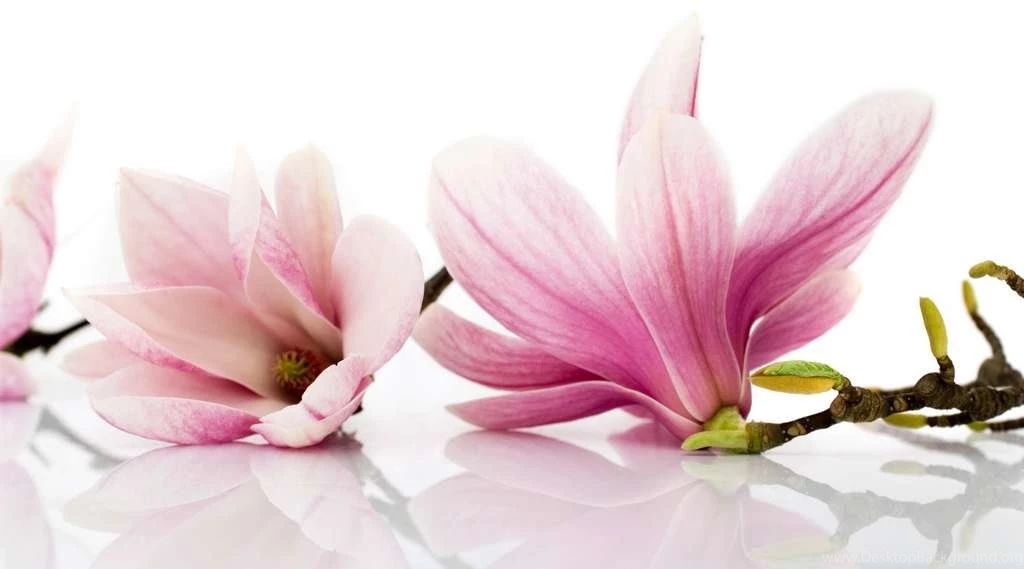 Magnolia Flower Facts