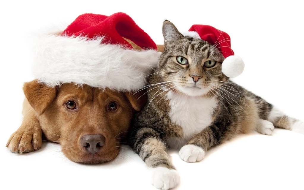 12 Days Of Christmas Pet Gift Guide 2013 PetParent